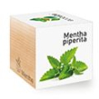Mynta