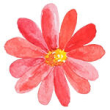 Blomma